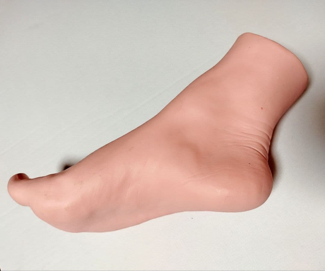 人体模型セット 頭部・足部・頭蓋骨