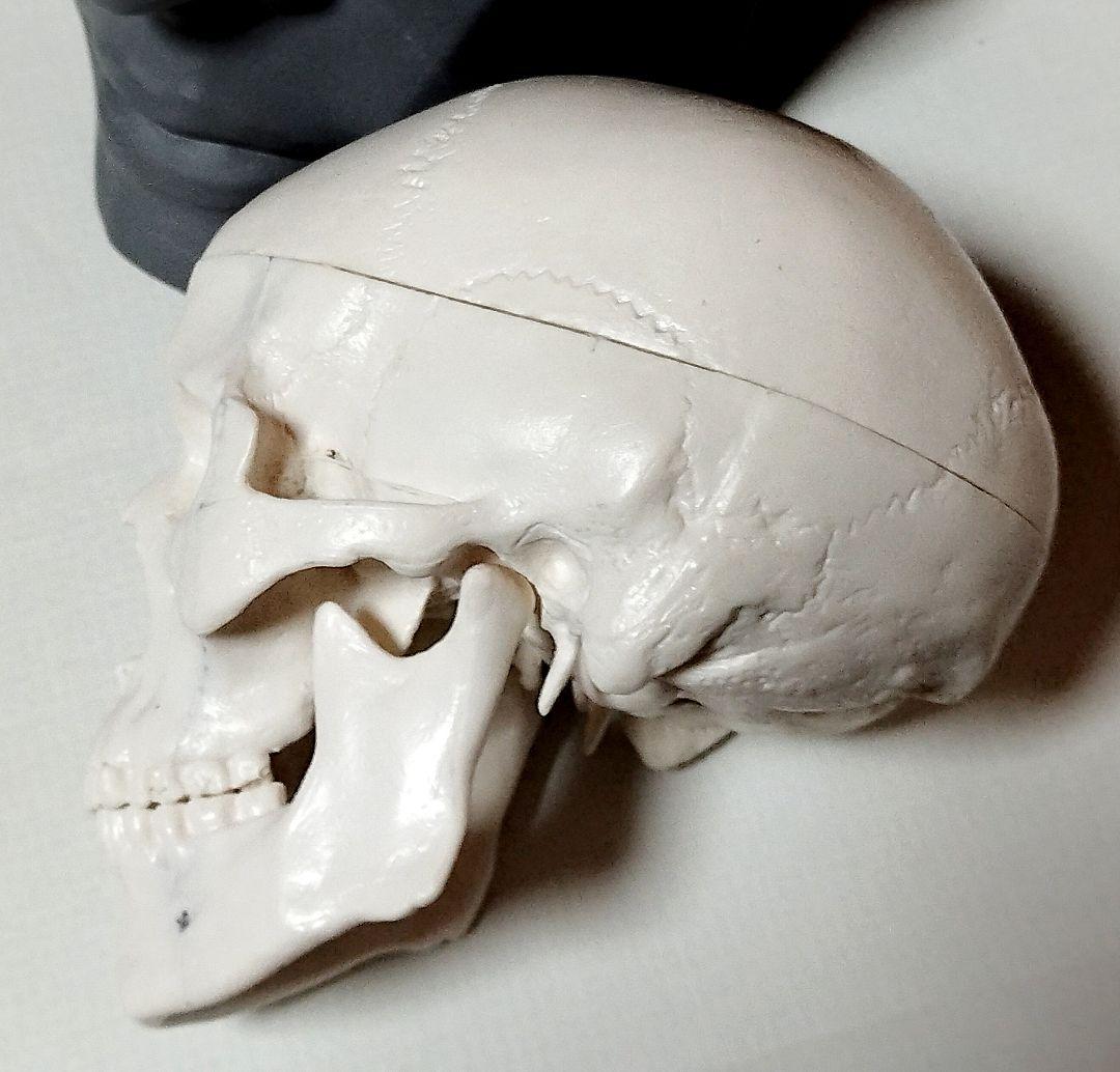 人体模型セット 頭部・足部・頭蓋骨