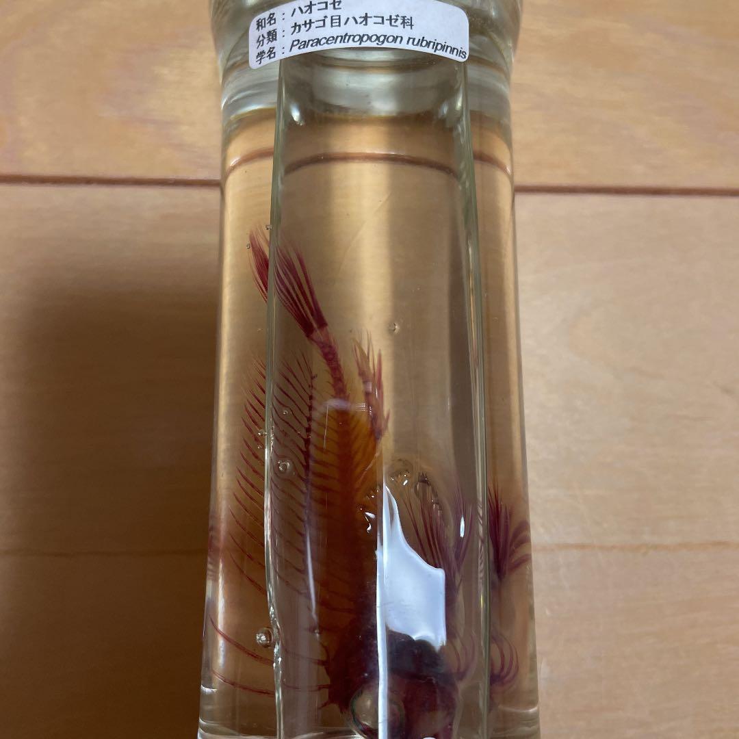 ハオコゼ　標本　化石　透明標本