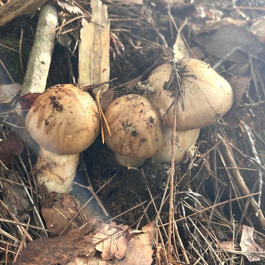 専用出品‼️天然松茸 広島産 10月18日採取　良品　本日発送‼️532g