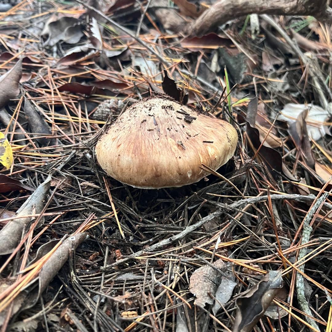 専用出品‼️天然松茸 広島産 10月18日採取　良品　本日発送‼️532g