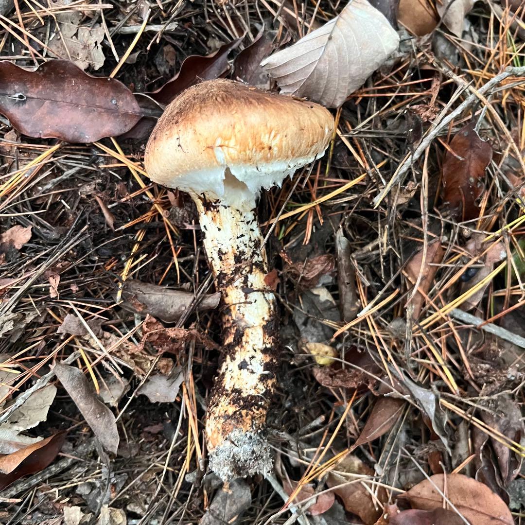 専用出品‼️天然松茸 広島産 10月18日採取　良品　本日発送‼️532g