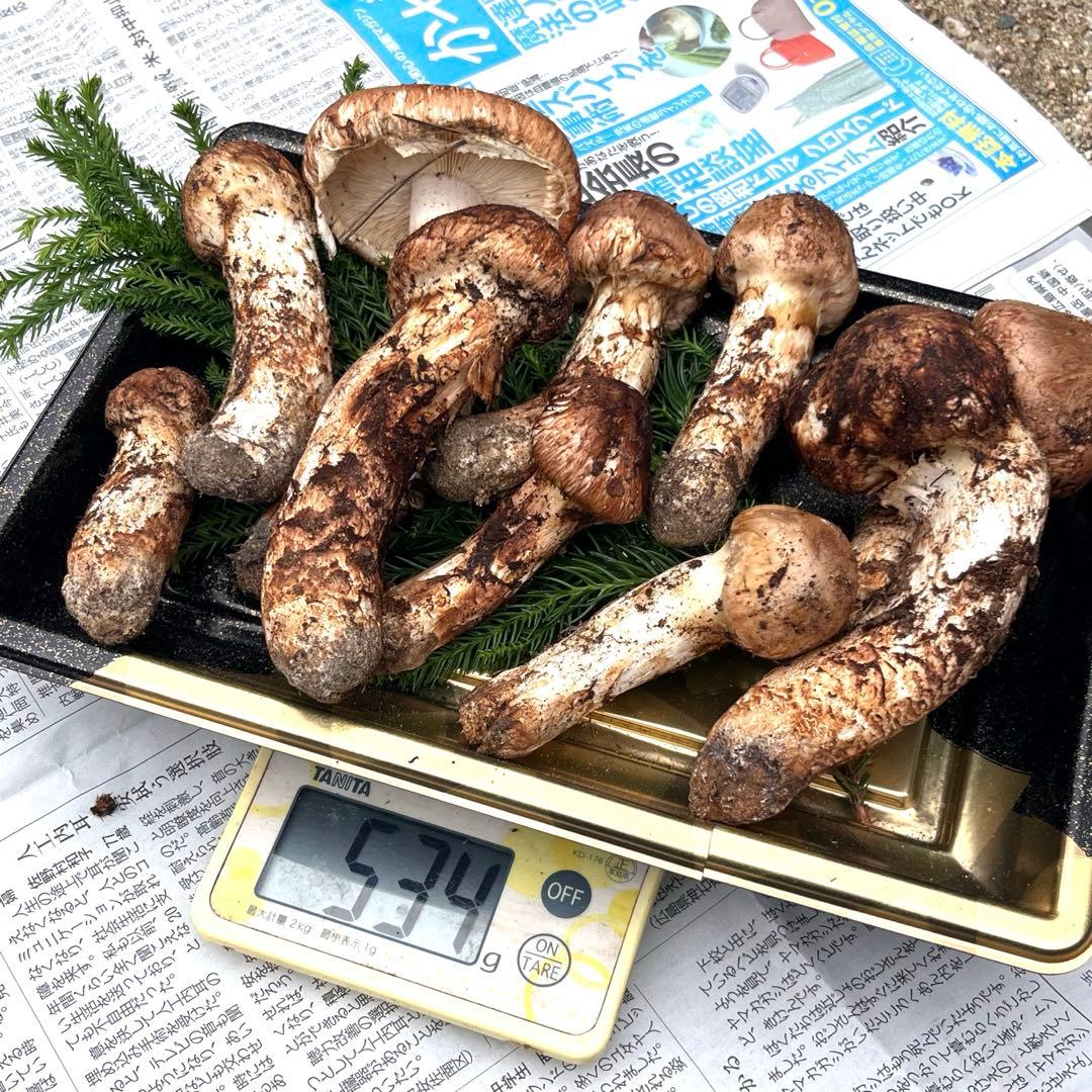 専用出品‼️天然松茸 広島産 10月18日採取　良品　本日発送‼️532g