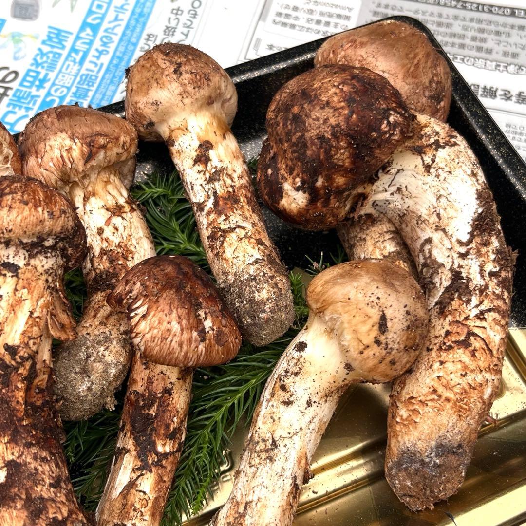 専用出品‼️天然松茸 広島産 10月18日採取　良品　本日発送‼️532g