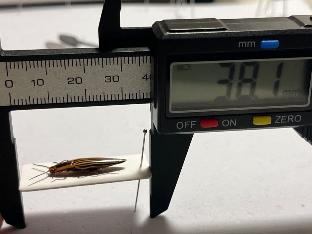 【22mm】フェラーリコメツキムシ に酷似 アングラトゥスミカドコメツキムシ標本