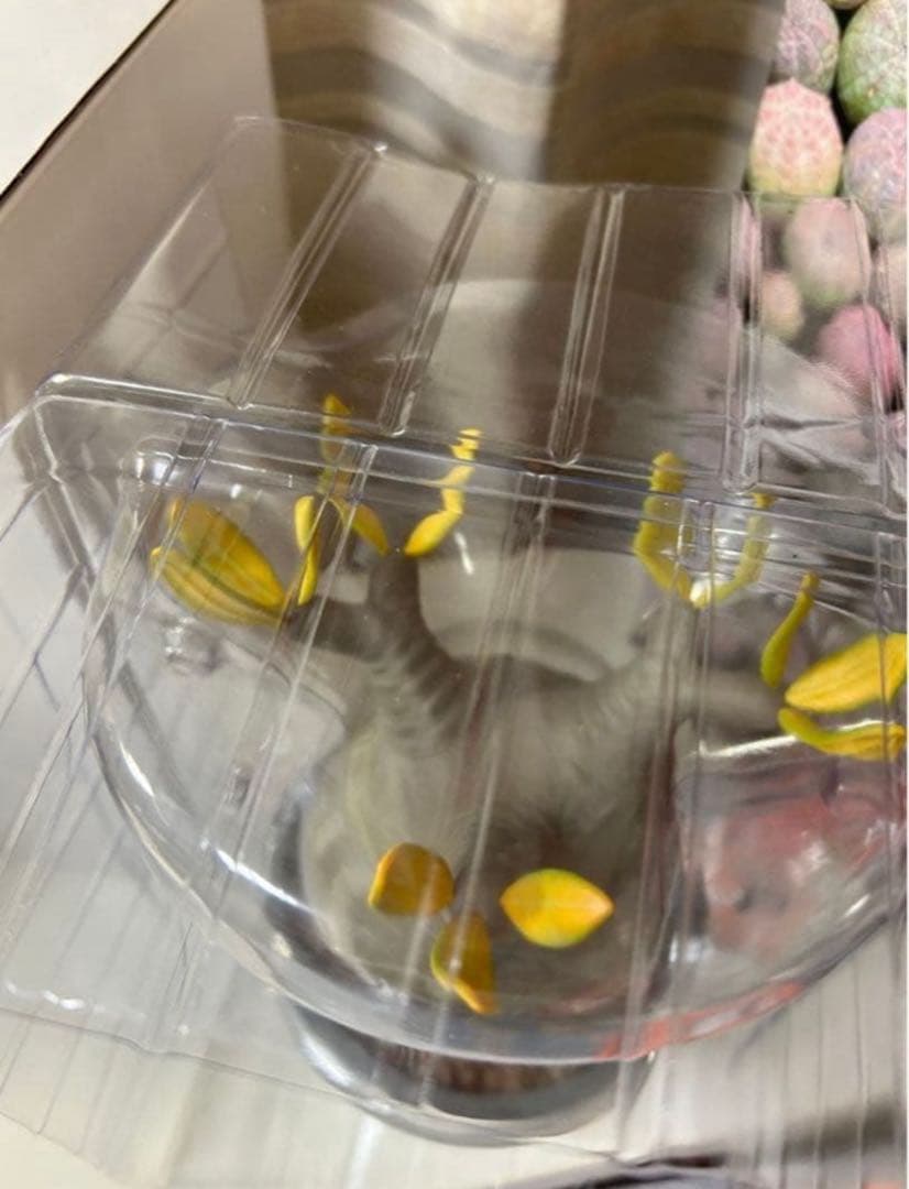 ボタナイズ メディコムトイ フィギュアbotanizeクレベリン　グラギリス