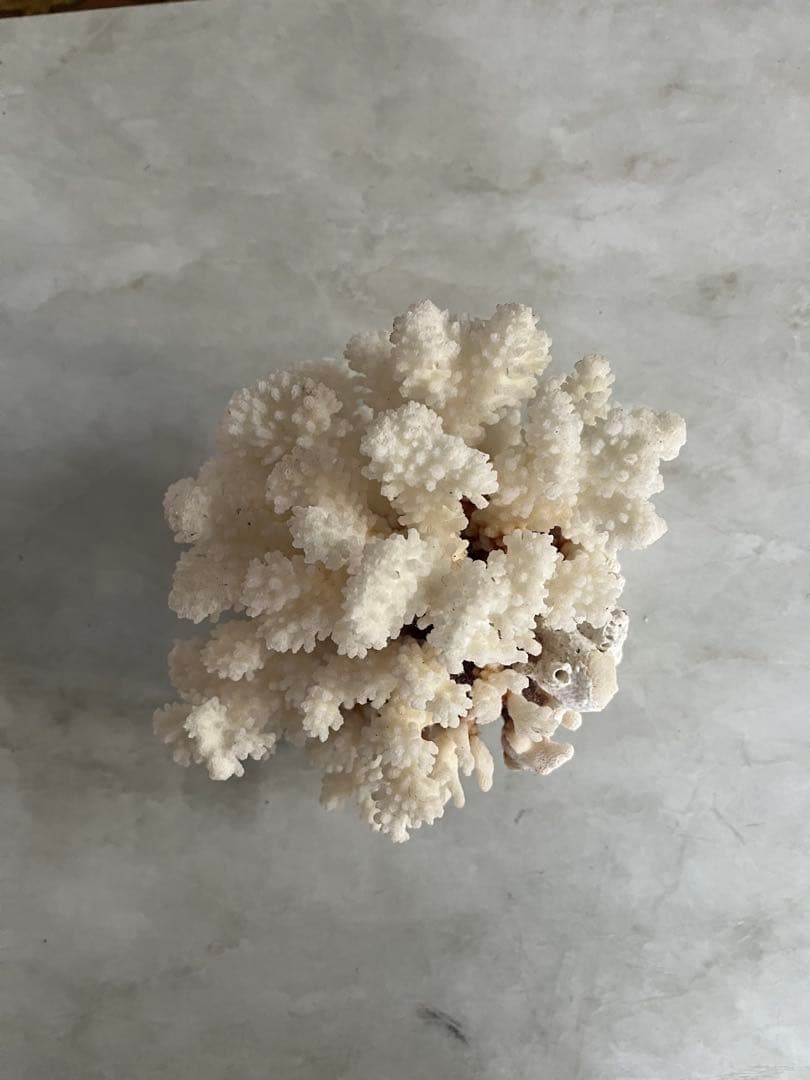 天然ホワイトサンゴ