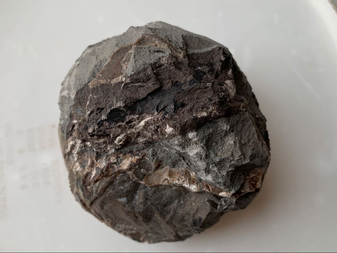 ※なか　確認用　アンモナイト2個セット