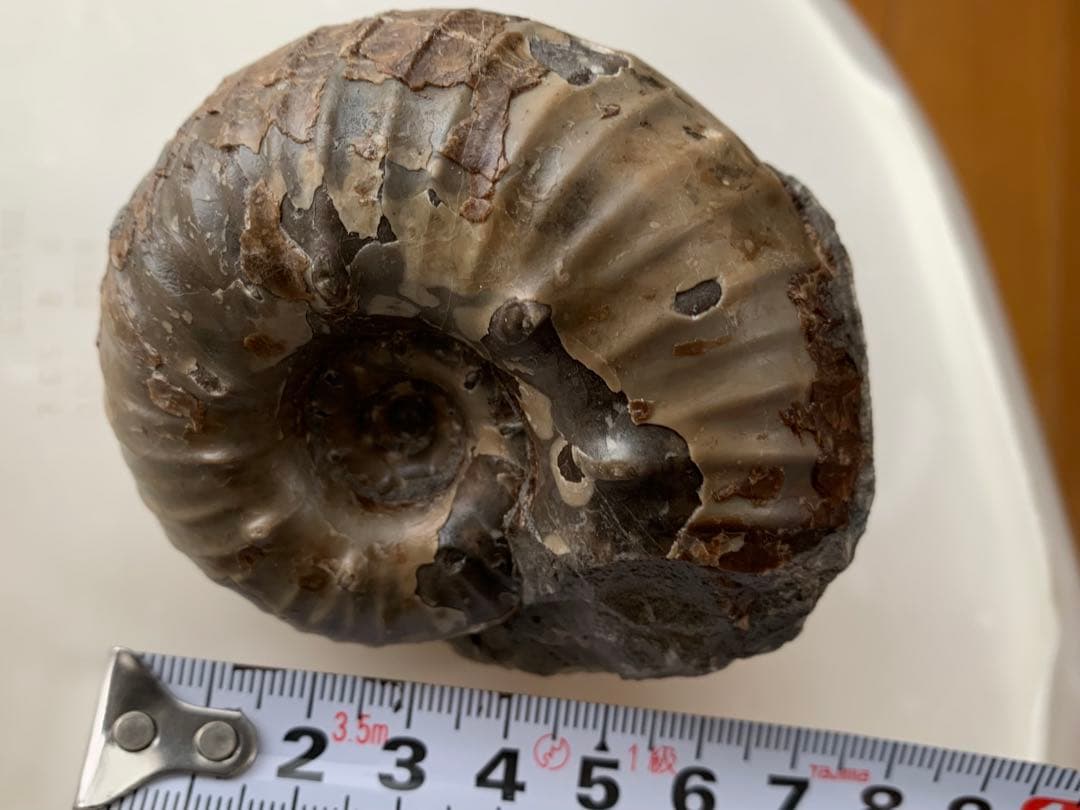 ※なか　確認用　アンモナイト2個セット