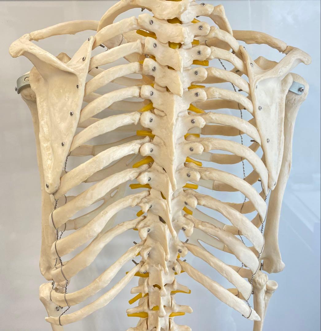 人体骨格模型 約176ｃｍ 土台含 キャスター付き