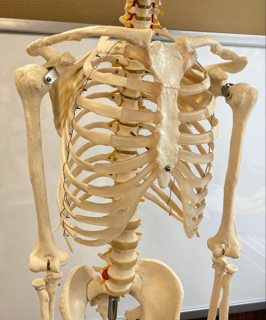 人体骨格模型 約176ｃｍ 土台含 キャスター付き