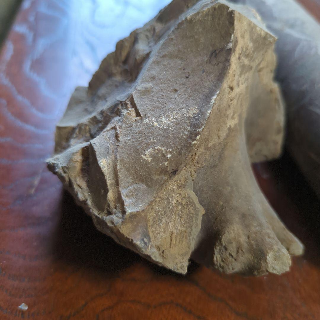 化石 不規則な形状 グレー系 約10cm
