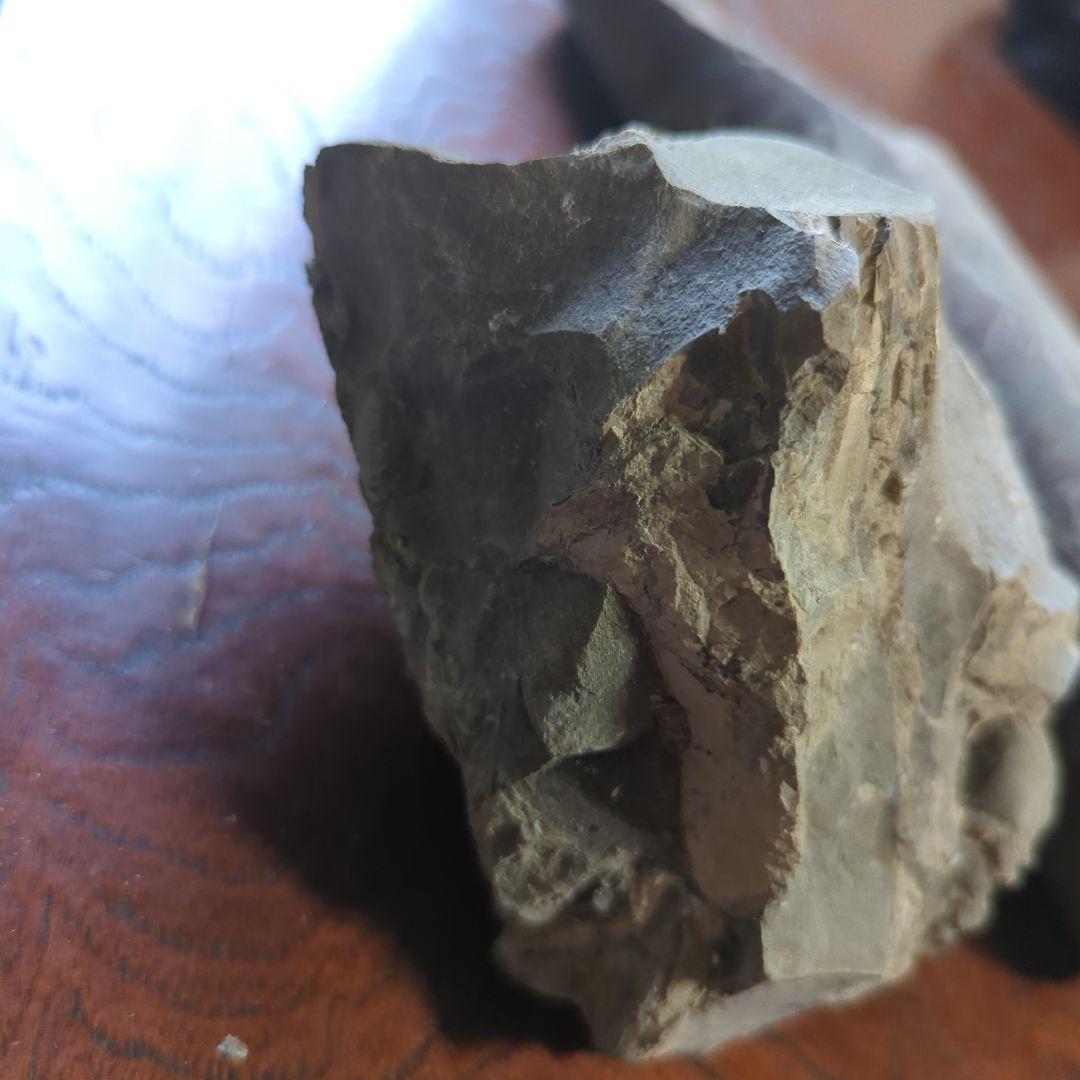 化石 不規則な形状 グレー系 約10cm