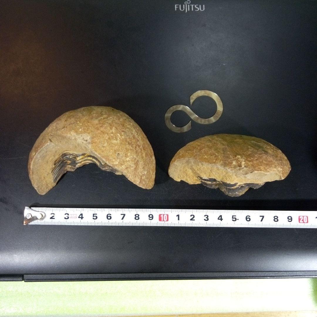 三葉虫　化石　fossil　ボリビア産　trilobite　ノジュール管理①