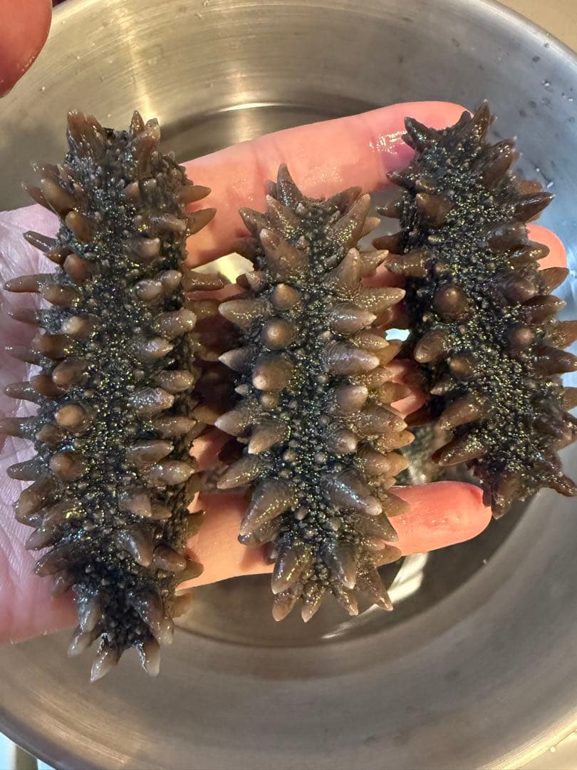 【北海道産】 乾燥なまこ 天然 厳選A級品 100g S(5g以下