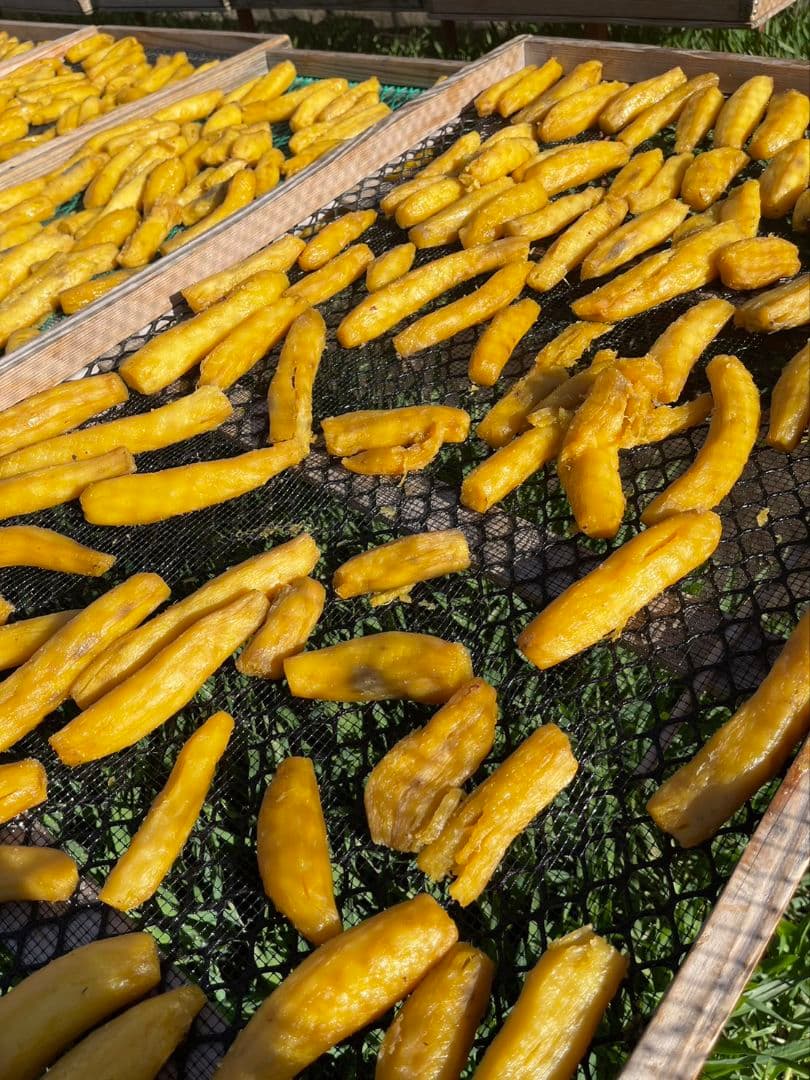 干し芋 丸干し 10kg｜ほしいも三ツ星生産者の訳あり干しいも（紅はるか）