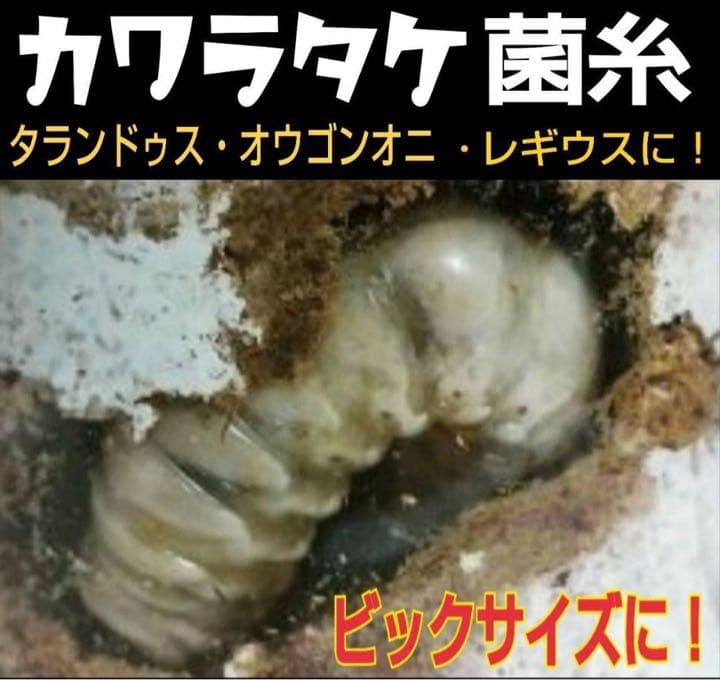 極上！カワラ菌糸瓶【4本】タランドゥス・オウゴンオニクワガタ・レギウスが巨大化！