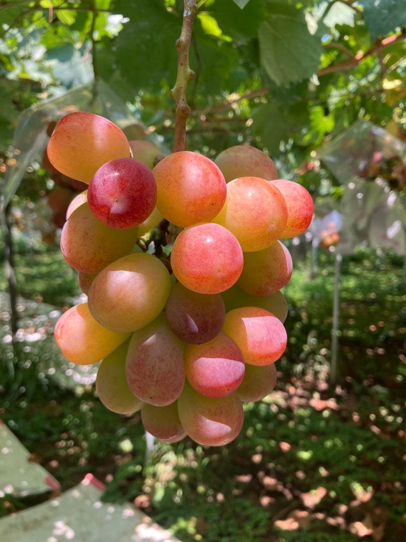 あんこ　2k箱×2(サンシャインレッド)9/16〜19着