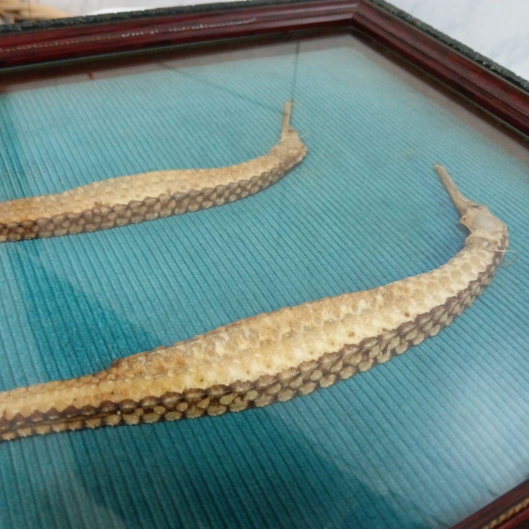 確認用追加画像タツノオトシゴ特大昭和戦前後〜３０年代頃幻稀少２体標本飾りオブジェ