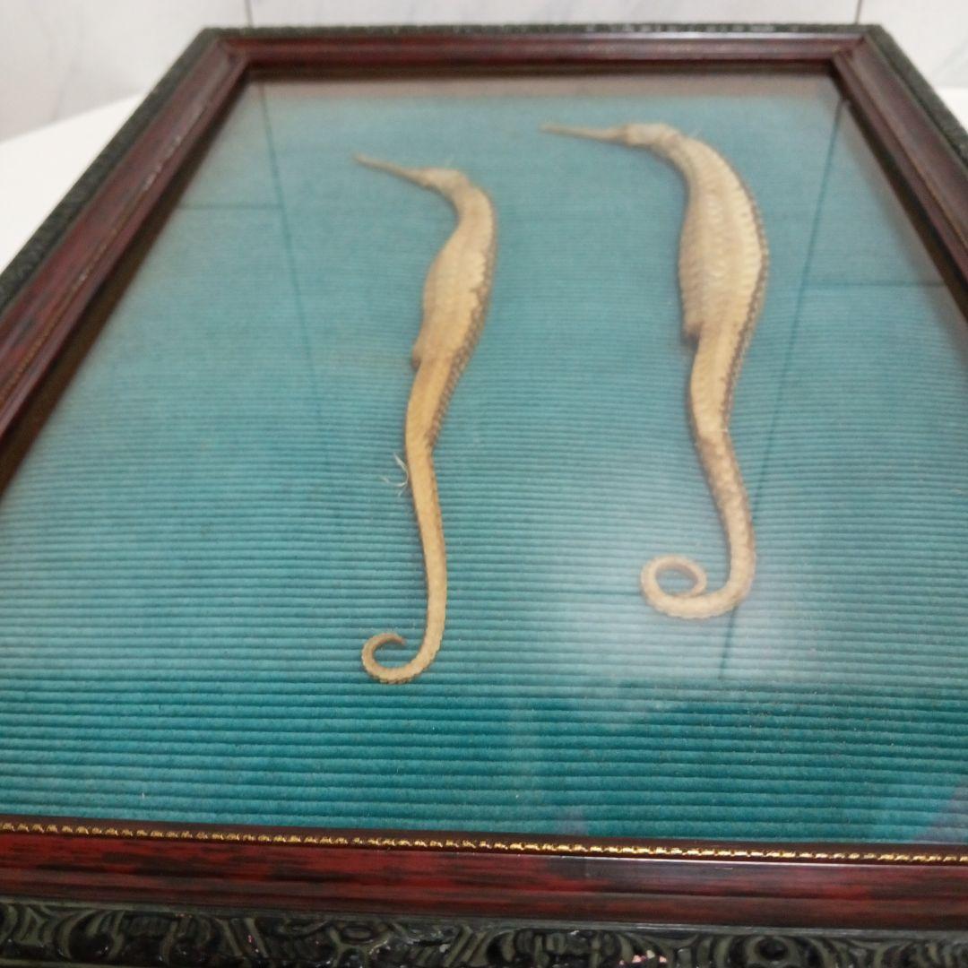 確認用追加画像タツノオトシゴ特大昭和戦前後〜３０年代頃幻稀少２体標本飾りオブジェ
