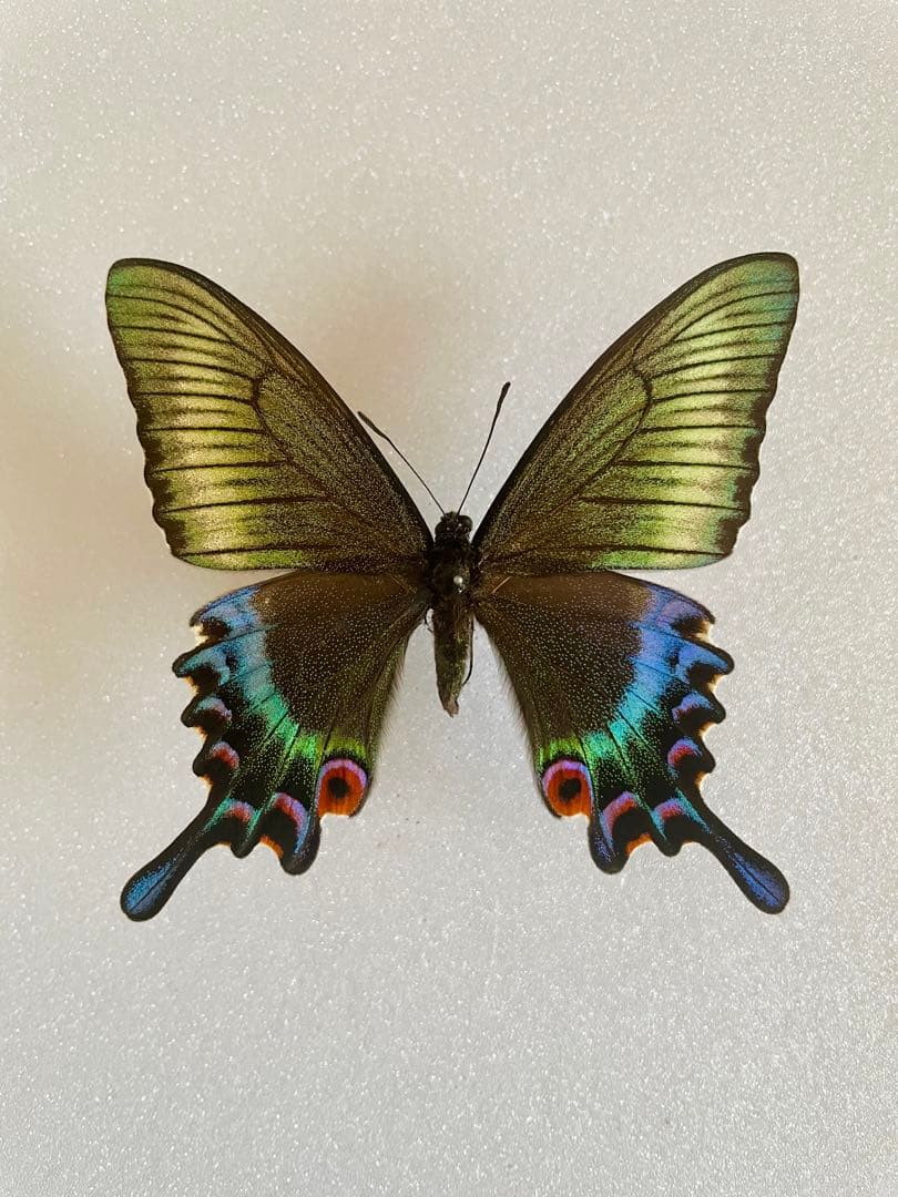 【異常型】ミヤマカラスアゲハ（1メス、北海道産）