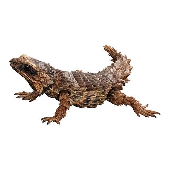 いきもの大図鑑アドバンス　アルマジロトカゲ　全４種フルコンプ　個包装　新品未開封