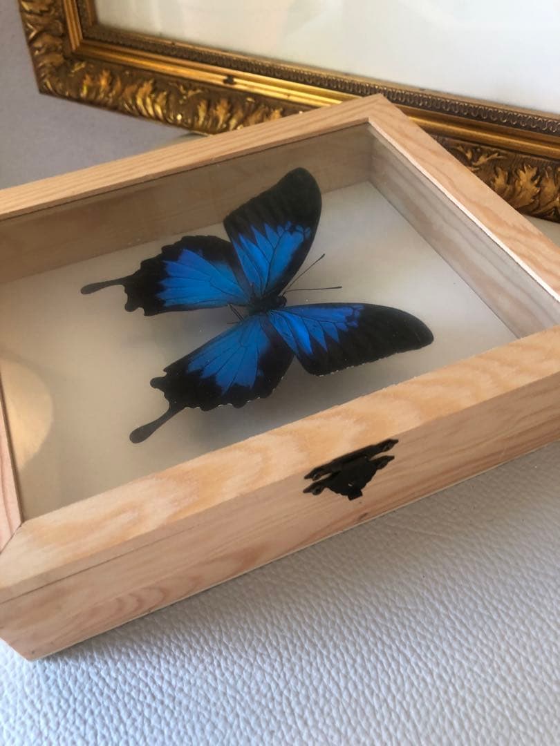 【魔術品】幸運の青い蝶 ユリシス標本 スペイン現役魔女作製 金運愛情運アップ