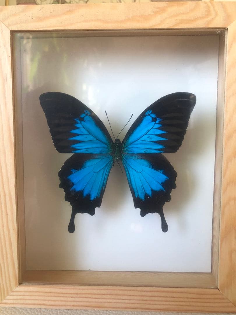 【魔術品】幸運の青い蝶 ユリシス標本 スペイン現役魔女作製 金運愛情運アップ