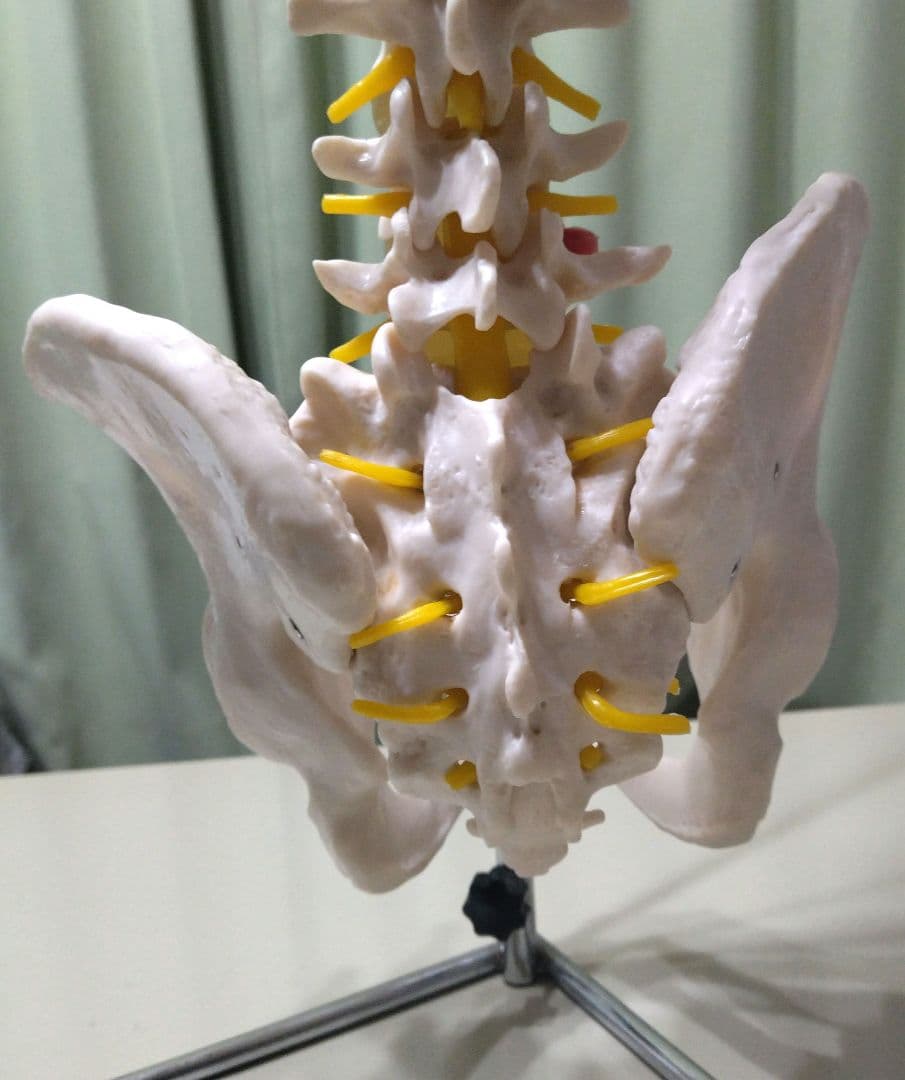 脊椎模型 （約73cm スタンド付き）