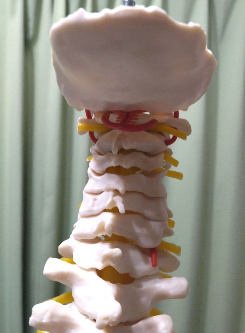 脊椎模型 （約73cm スタンド付き）
