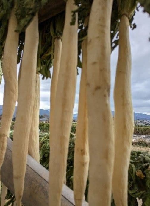 干し大根　細め小さめ　訳あり　箱込み約20kg