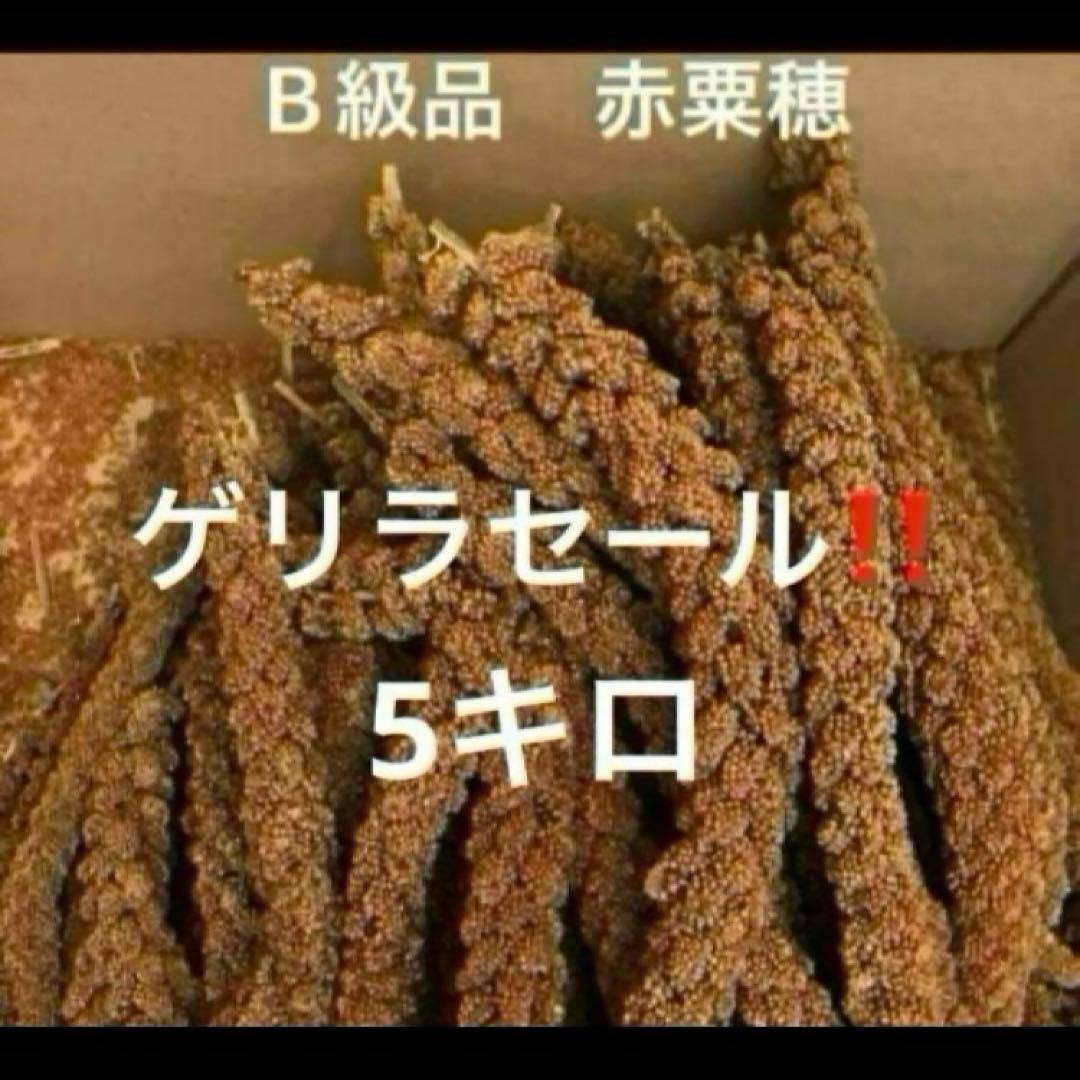 フランス産　赤粟穂