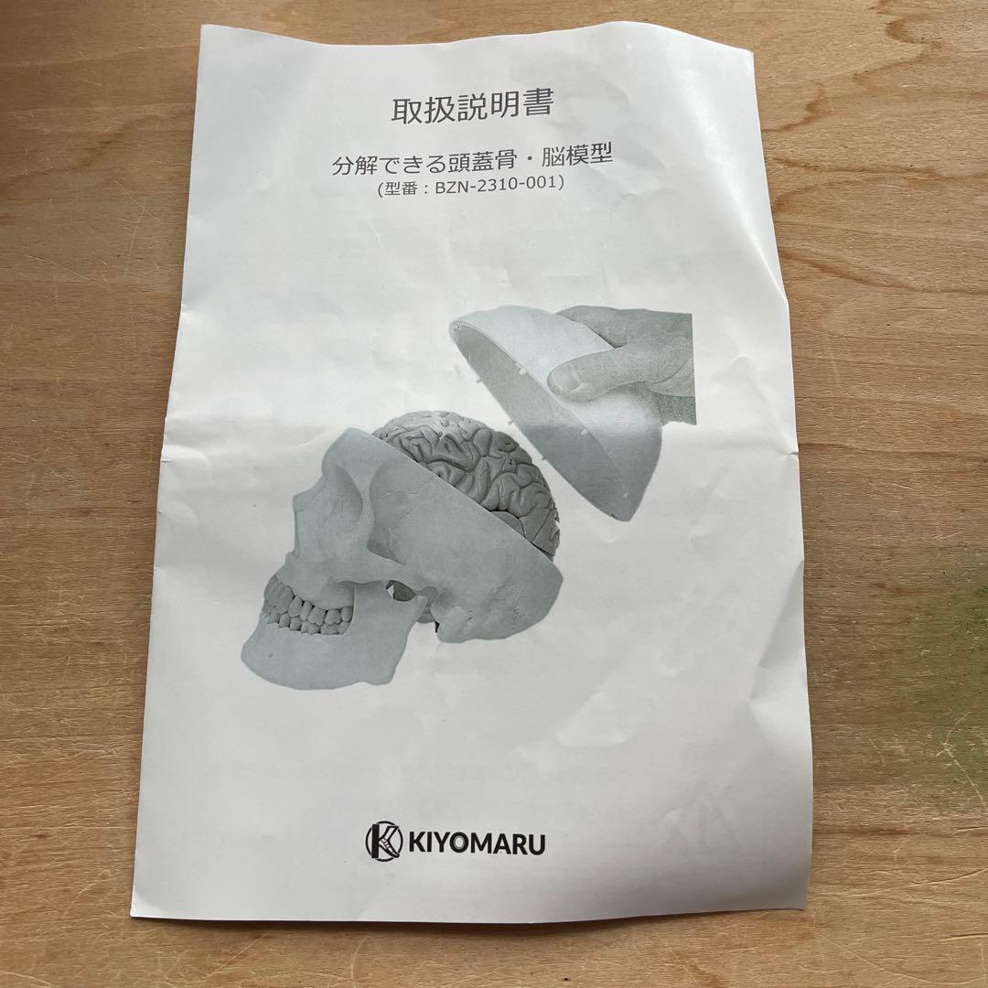 大幅値下KIYOMARU 8分解脳模型　頭蓋骨　理学療法BZN-2310-001