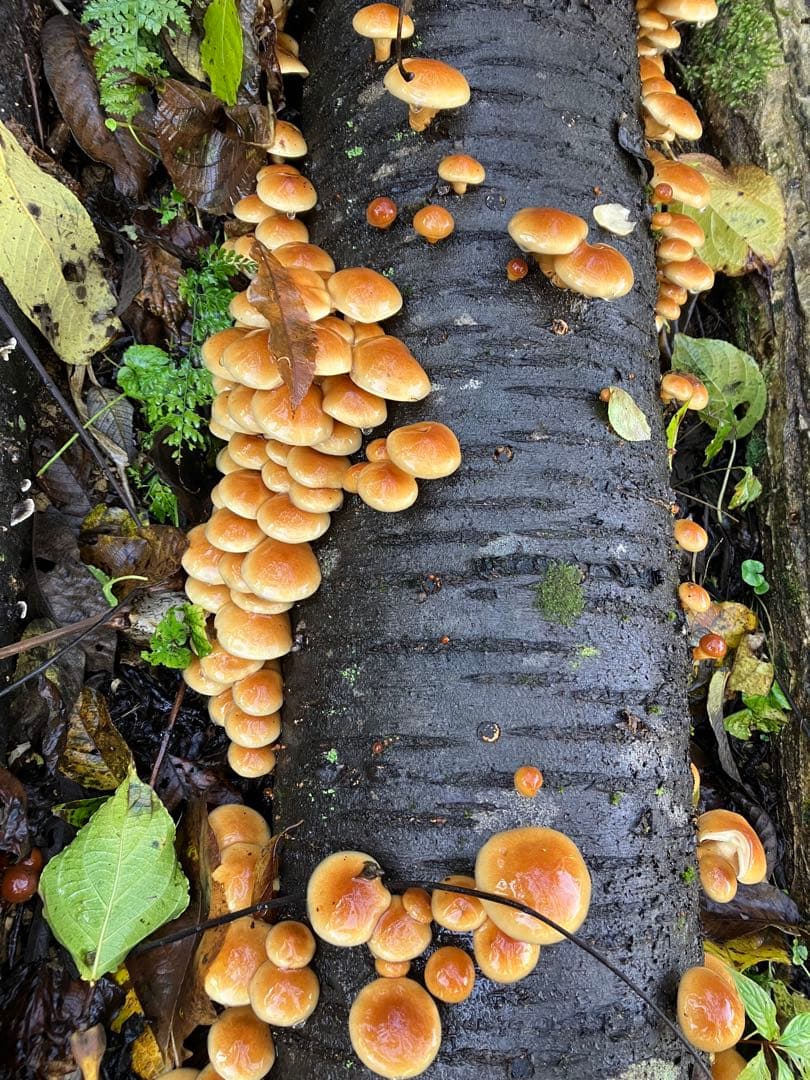 秋田県産肉厚ぷりぷりなめこ5キロ