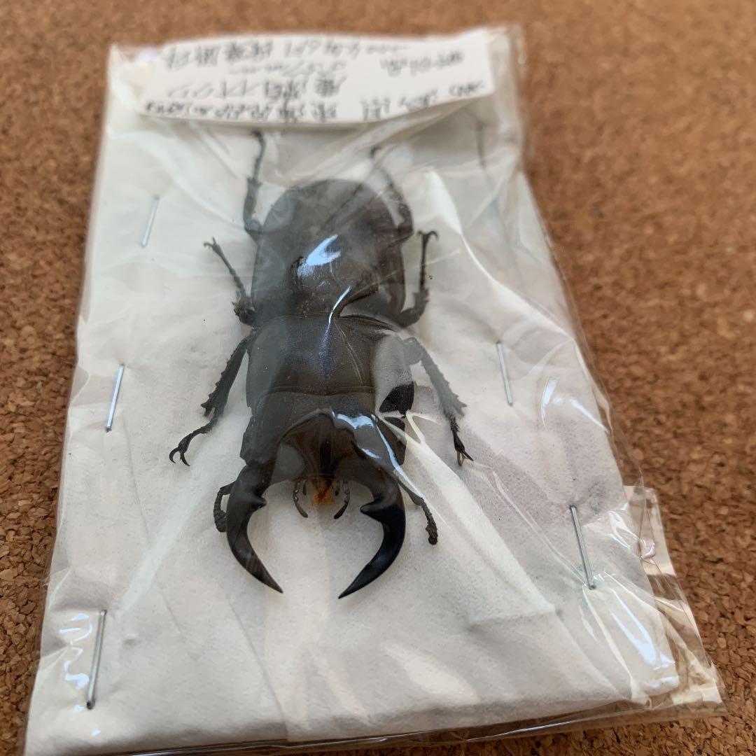 新潟県加瀬野外オオクワガタ　灯火採集57ミリ