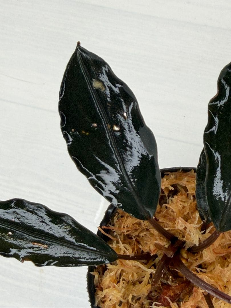 n*a様 ⭐︎ブセファランドラ モトレィアーナ黒青絶品個体②パダワン　根伏せから