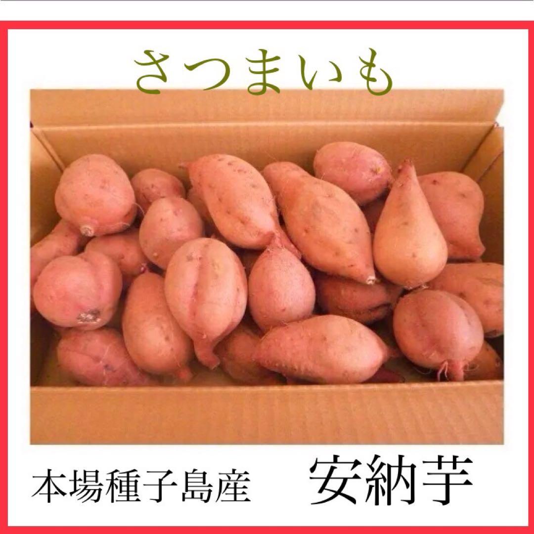 さつまいも　種子島産安納芋　焼きやすいSサイズ20kg おやつに　#安納芋