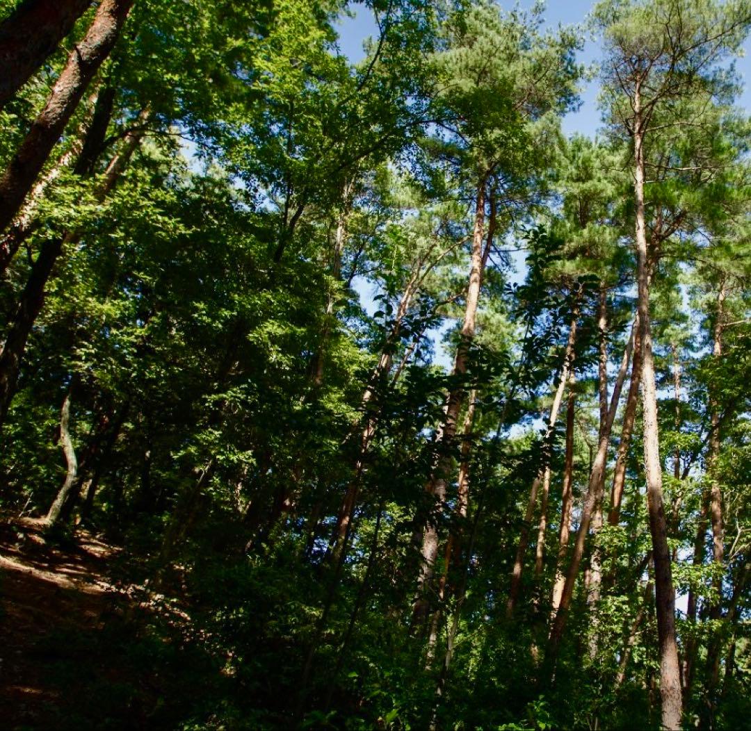 【大人気‼︎ 厳選 極上セット②】 390g本日採れ‼︎ 極上 松茸◆クール便発送◆