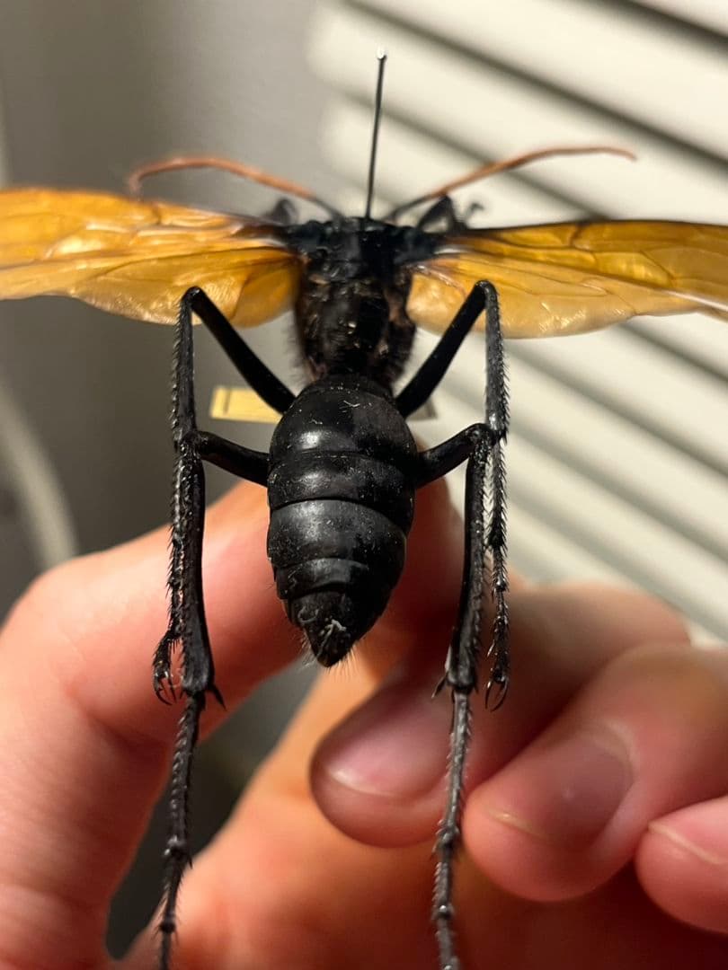 【50mm程】タランチュラホーク バードイータームカデサソリクモハチ標本