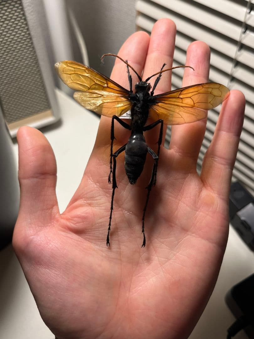 【50mm程】タランチュラホーク バードイータームカデサソリクモハチ標本