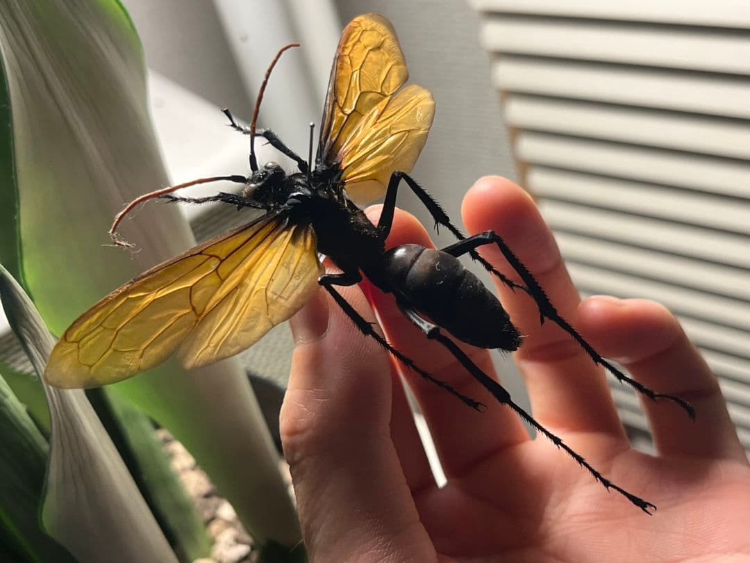 【50mm程】タランチュラホーク バードイータームカデサソリクモハチ標本