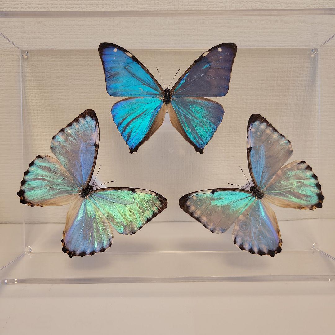 蝶の標本　モルフォの世界(特珍)