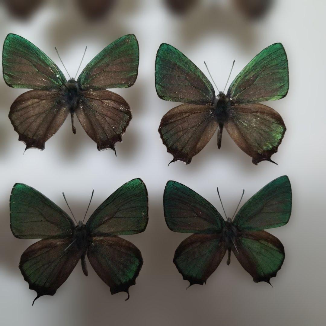 蝶標本　オオミドリシジミ属　１２頭　青森県　不習岳産