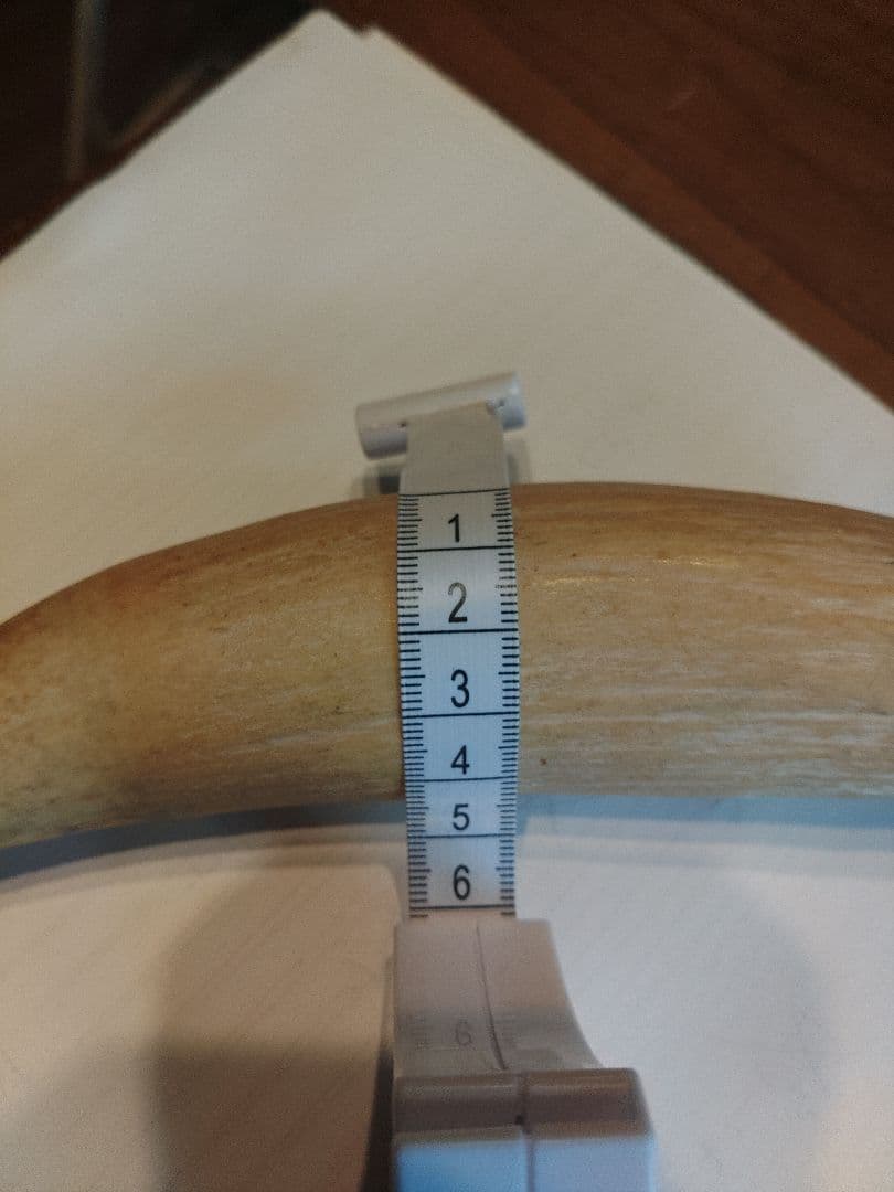 マッコウクジラの歯