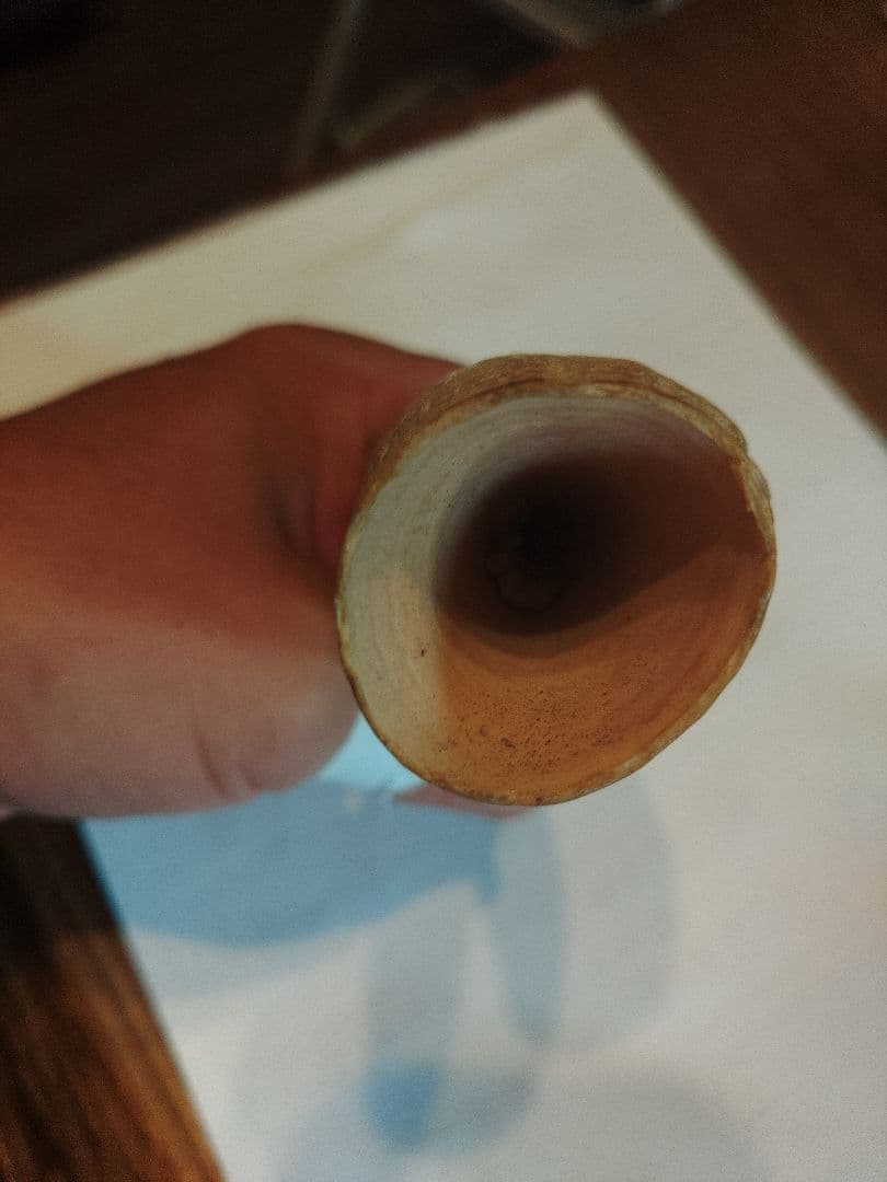 マッコウクジラの歯