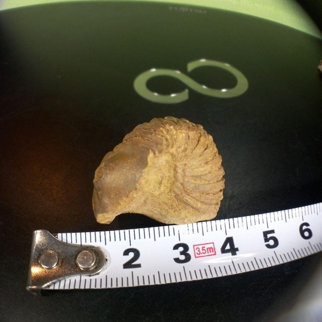 三葉虫　化石　fossil　ボリビア産　trilobite　海生動物個体③