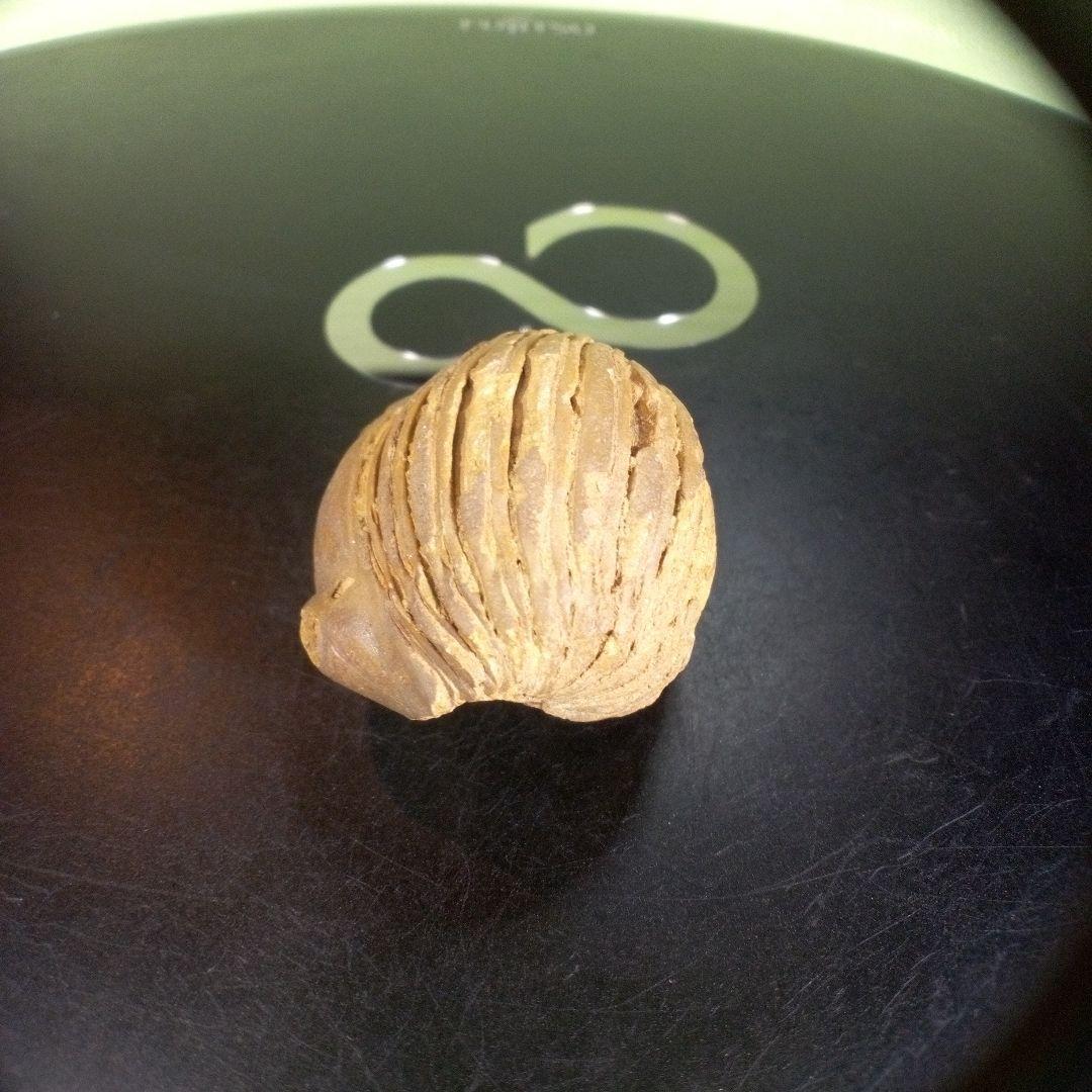 三葉虫　化石　fossil　ボリビア産　trilobite　海生動物個体③