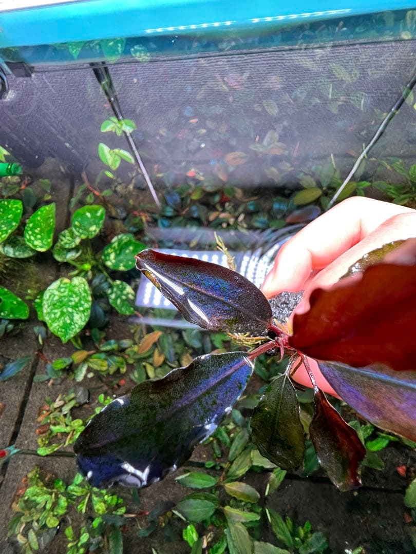 水草 Bucephalandra sp. Galaxy Purple