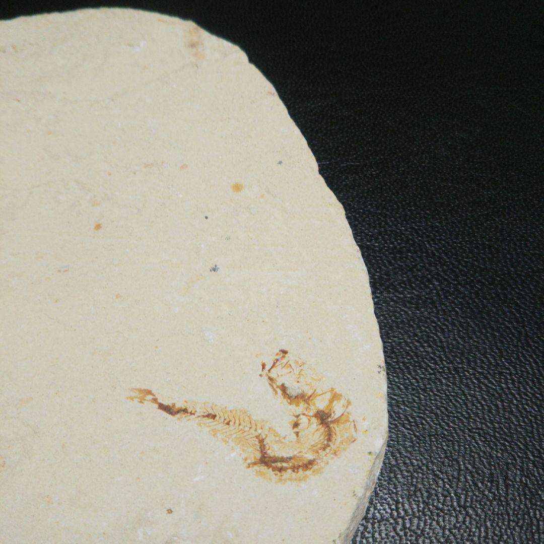 魚 化石 レリーフ 裏接着剤後あり