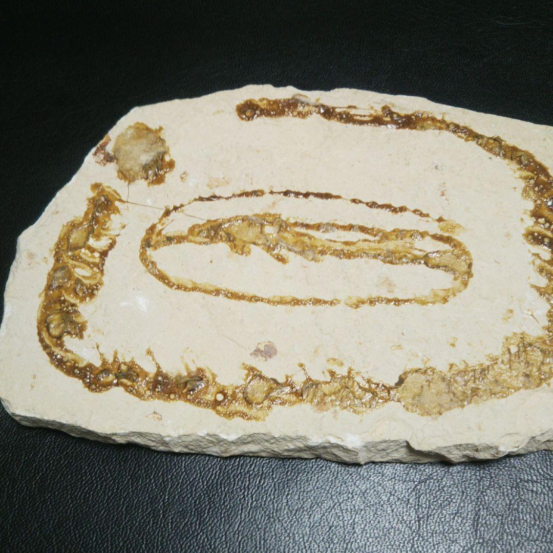 魚 化石 レリーフ 裏接着剤後あり